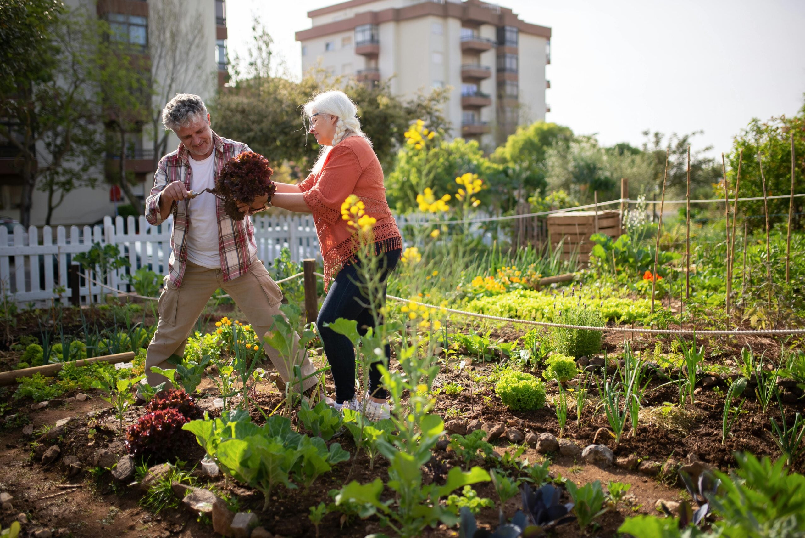 Senior couple tending to their garden, surrounded by vibrant flowers and greenery, enjoying their time together outdoors.